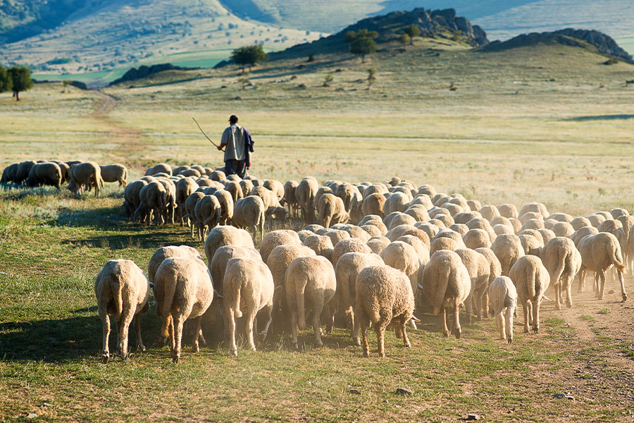 Modern Herding & Training