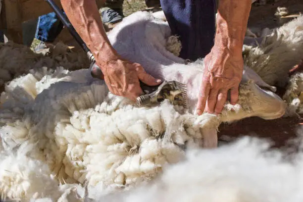 Wool Grading, Sorting & Shearing Training