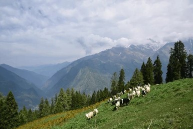 Himalayan shepherd community in the mountains